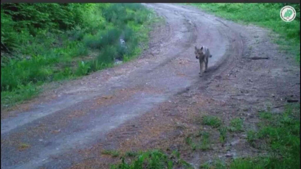 Kurtlar Saki̇nli̇kleri̇ İle Di̇kkat Çekti̇