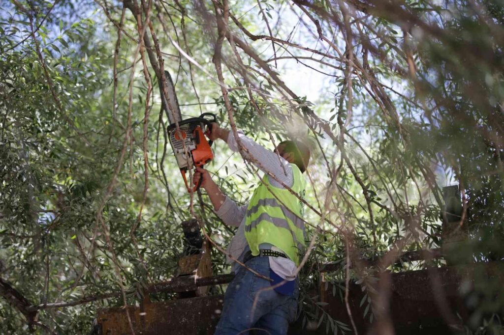 Kütahyada Ağaç Bakım Çalışmaları