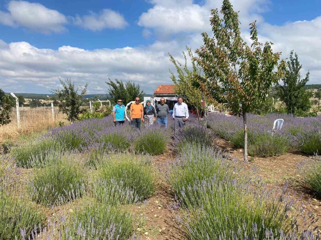 Kütahya’da kadın üreticiden lavanta üretimi