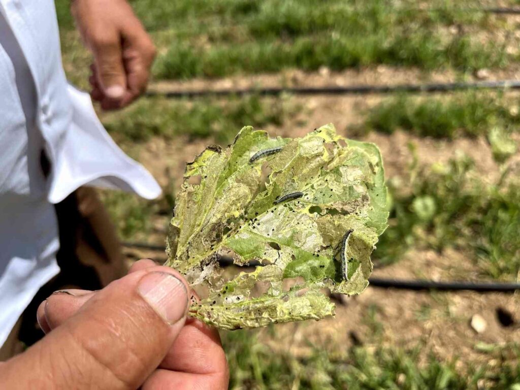 (ÖZEL) Eskişehir’de ‘Çayır Tırtılı’ ile mücadele başlatıldı