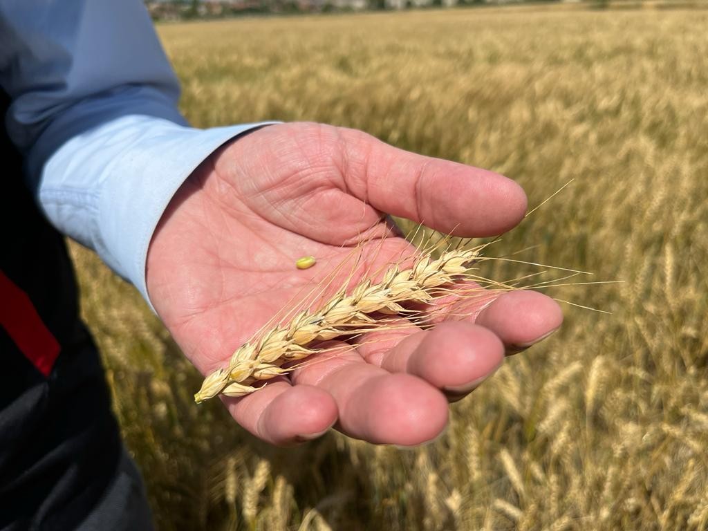 (ÖZEL) Yağışların ardından verim geçtiğimiz yıla göre 2 kat arttı