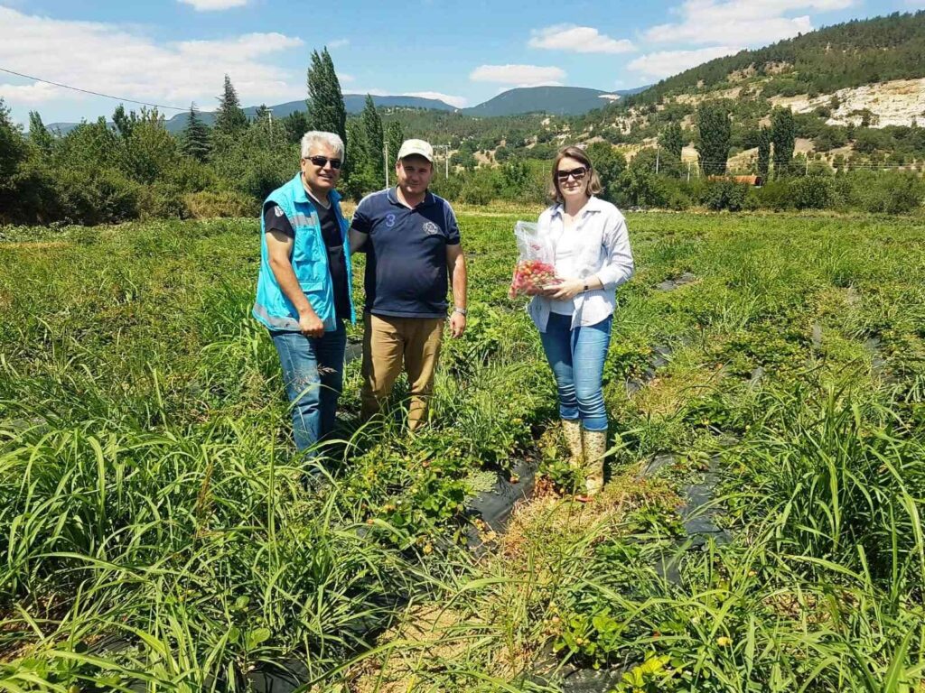 Şaphane’de çilek bahçelerinden pestisit kalıntı için numune alma çalışmaları