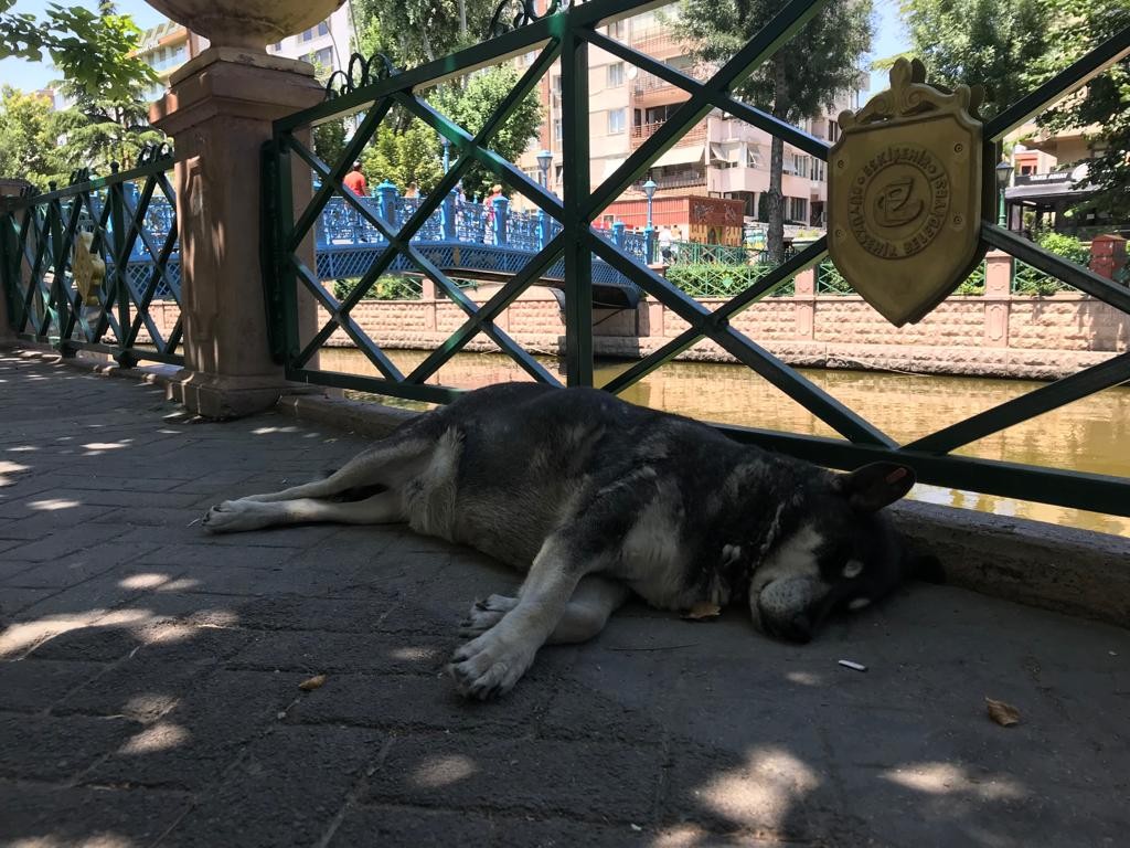 Sevi̇mli̇ Dostların Sıcak Havalarla Zorlu Mücadelesi̇