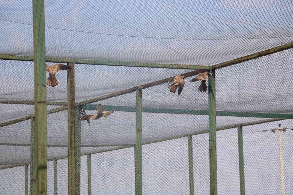 Afyonkarahi̇sarda 14 Kerkenez Doğaya Salındı