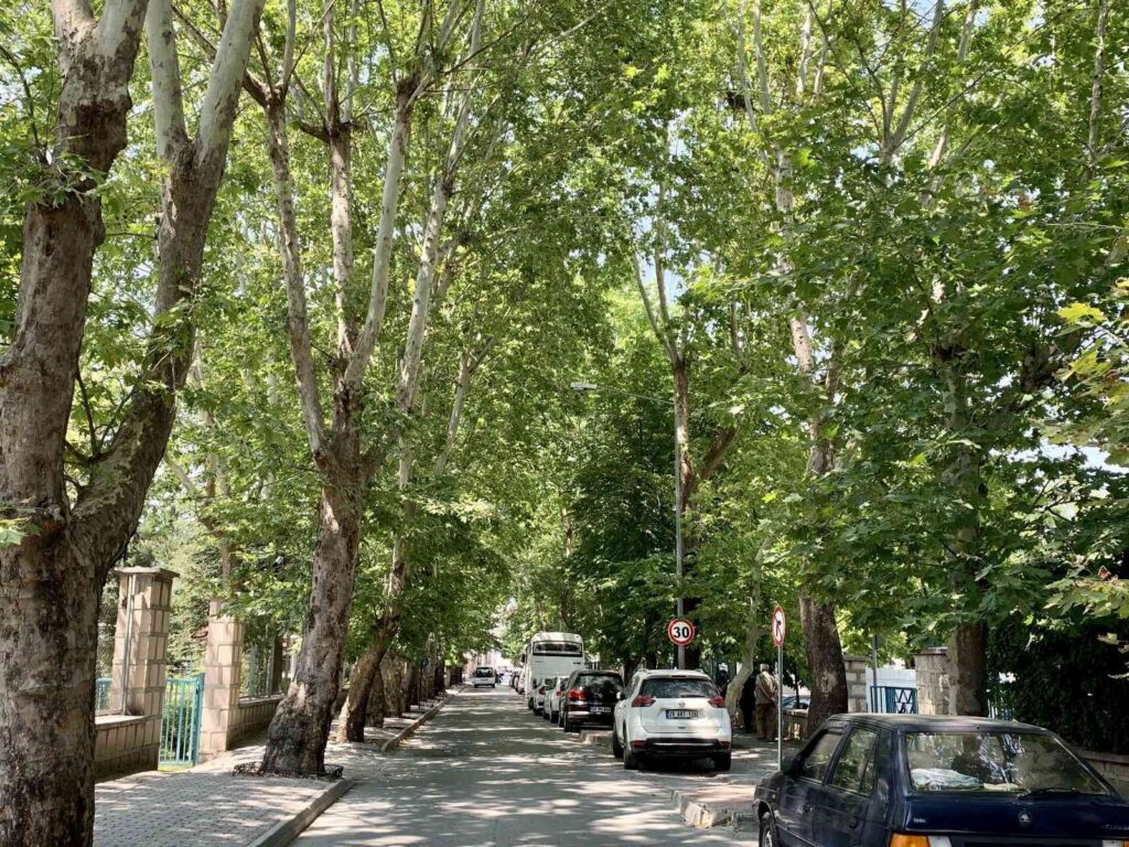 Ağaçların Tünel Oluşturduğu Sokak Görsel Şölen Sunuyor