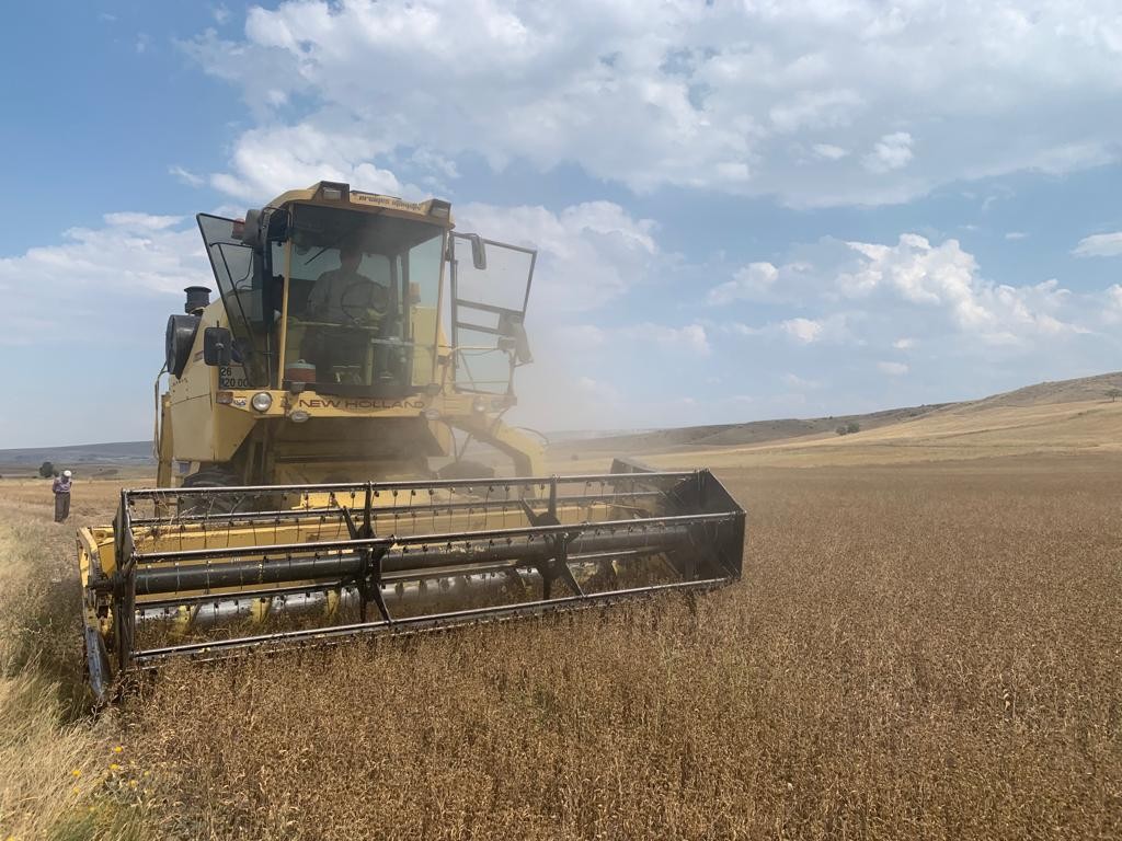 Anadolunun 500 Yıllık Bi̇tki̇si̇ Pelemi̇r İçi̇n Hasat Zamanı