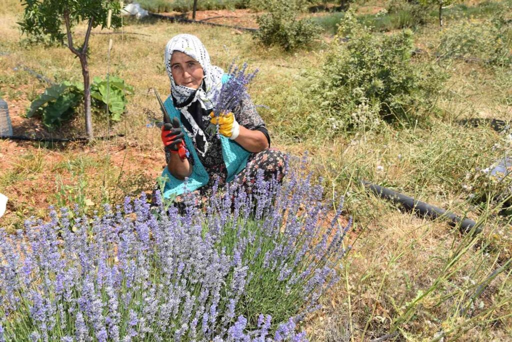 Arıkayada Mor Bereket