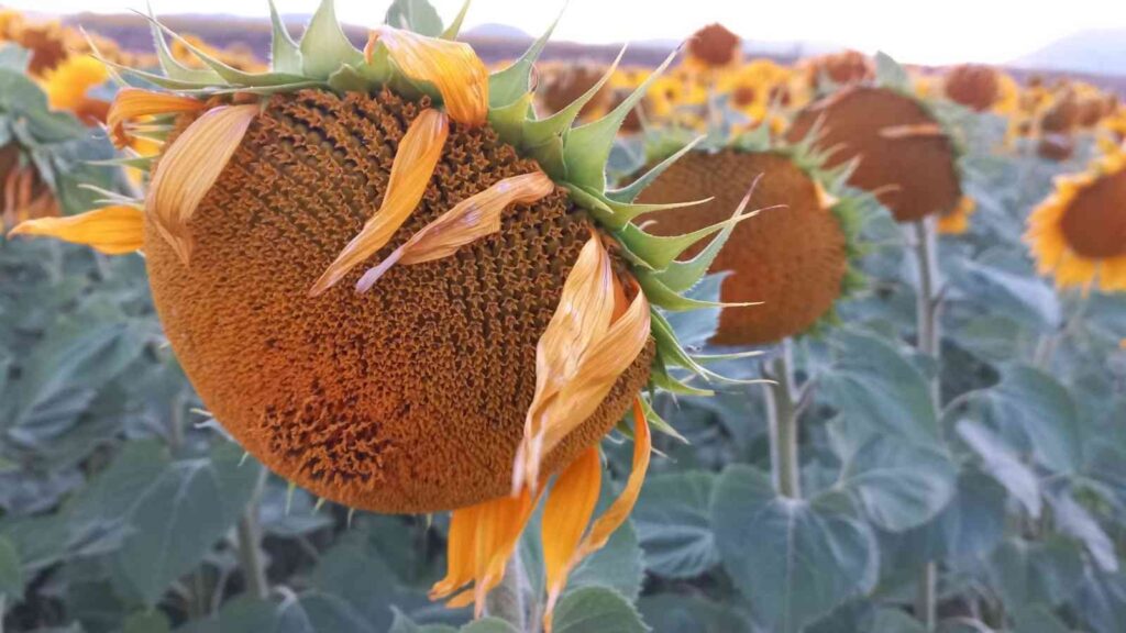 Ayçi̇çek Tarlalarındaki̇ Masalsı Manzara Havadan Görüntülendi̇