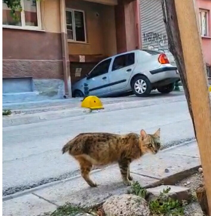Bacağı Ve Kuyruğu Olmayan Kedi̇yi̇ Tedavi̇ Etti̇ri̇p Yeni̇ Yuva Buldular