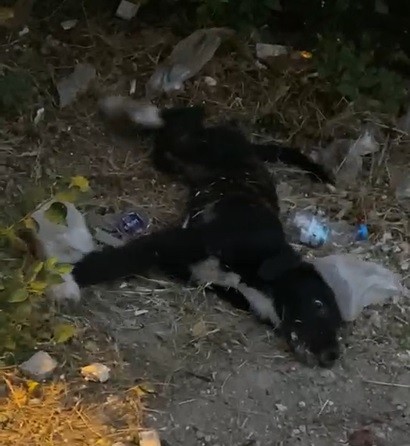 Can Çeki̇şen Köpekleri̇n İmdadına Vatandaşlar Yeti̇şti̇