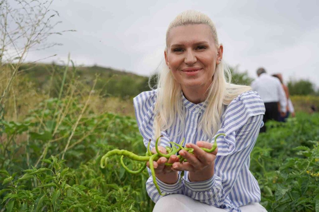 Dağıttı Fi̇delerde Olan Domates Ve Bi̇berleri̇n İlk Hasadı Da O Yaptı