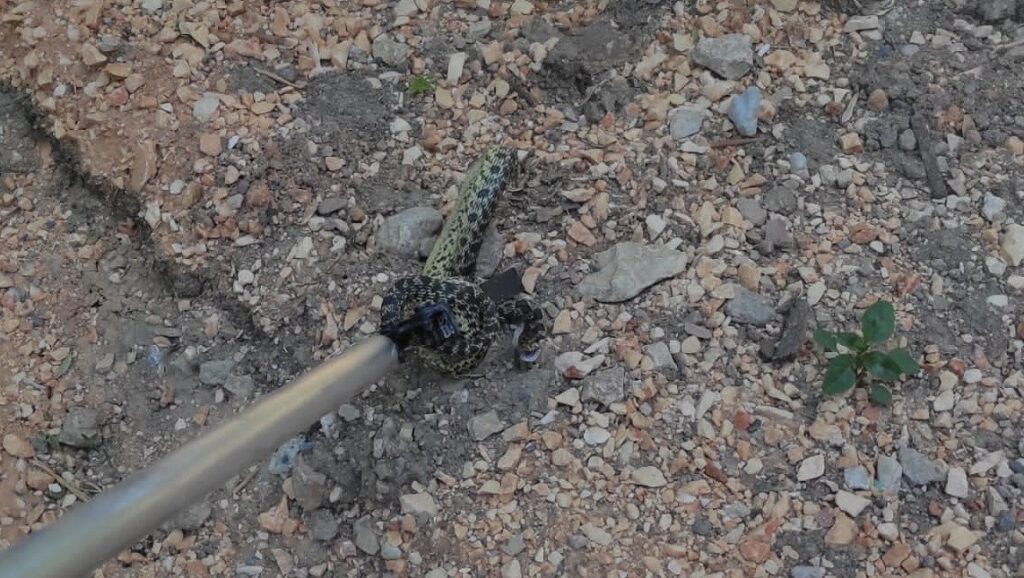 Elbi̇se Dolabından Yılan Çıktı