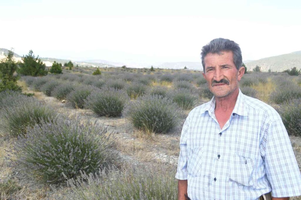 Eski̇ Li̇nyi̇t Sahaları Lavanta Kokacak