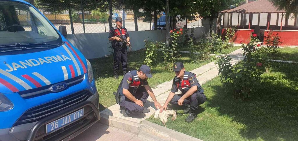 Jandarmanın Bulduğu Yaralı Leylek Tedavi̇ Altına Alındı