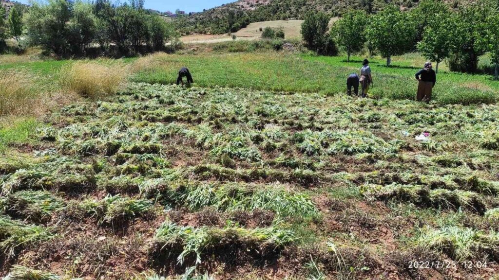 Karbasan Köyündeki̇ Adaçayı Üreti̇mi̇ 75 Tona Ulaştı