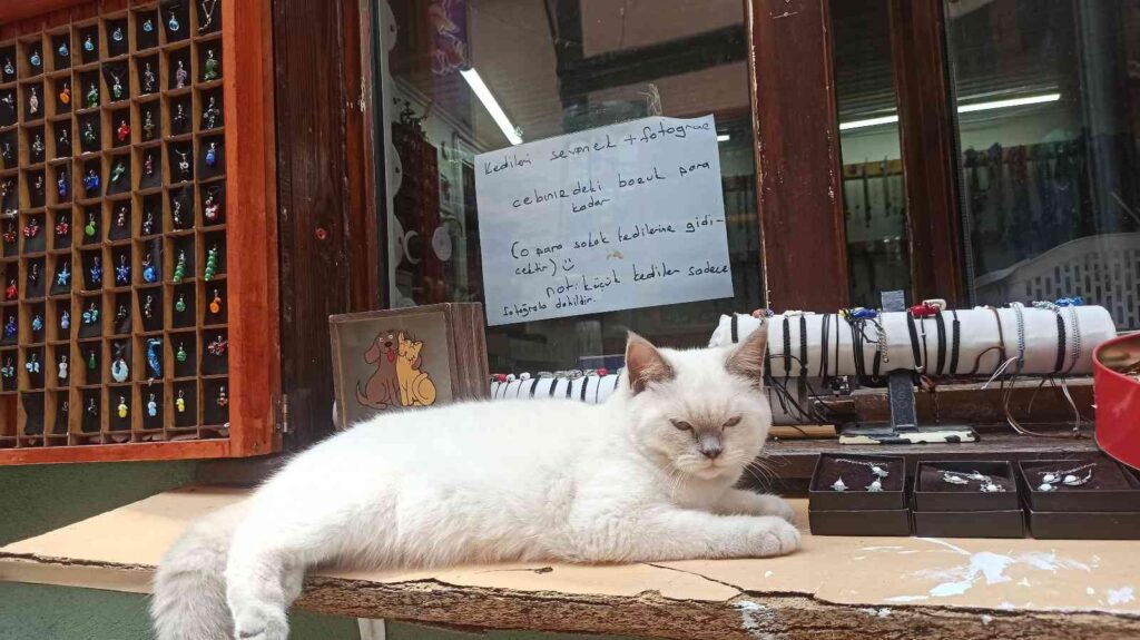 Kedi̇leri̇ni̇ Sevenlerden Para Toplayıp Sokak Hayvanlarına Mama Alıyor