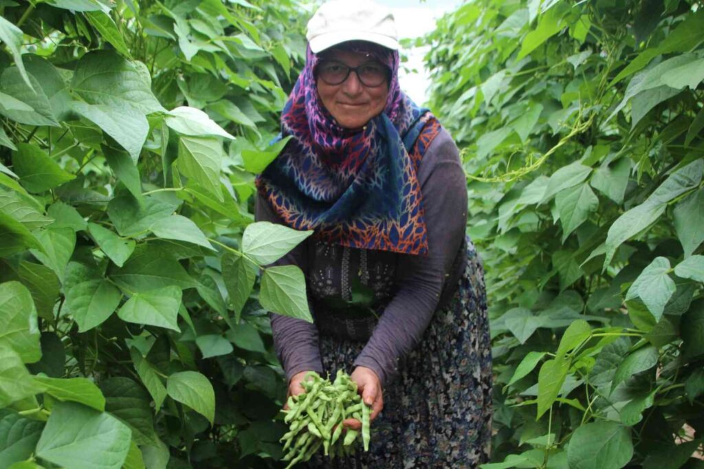 (Özel) Ünlü Pazaryeri̇ Boncuğu Fasulyesi̇ni̇n Hasadına Başlandı