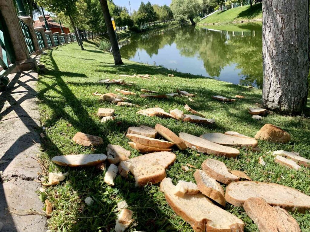 Porsuk Çayının Kenarına Duyarsızca Atılan Ekmek Parçaları Hayrete Düşürdü