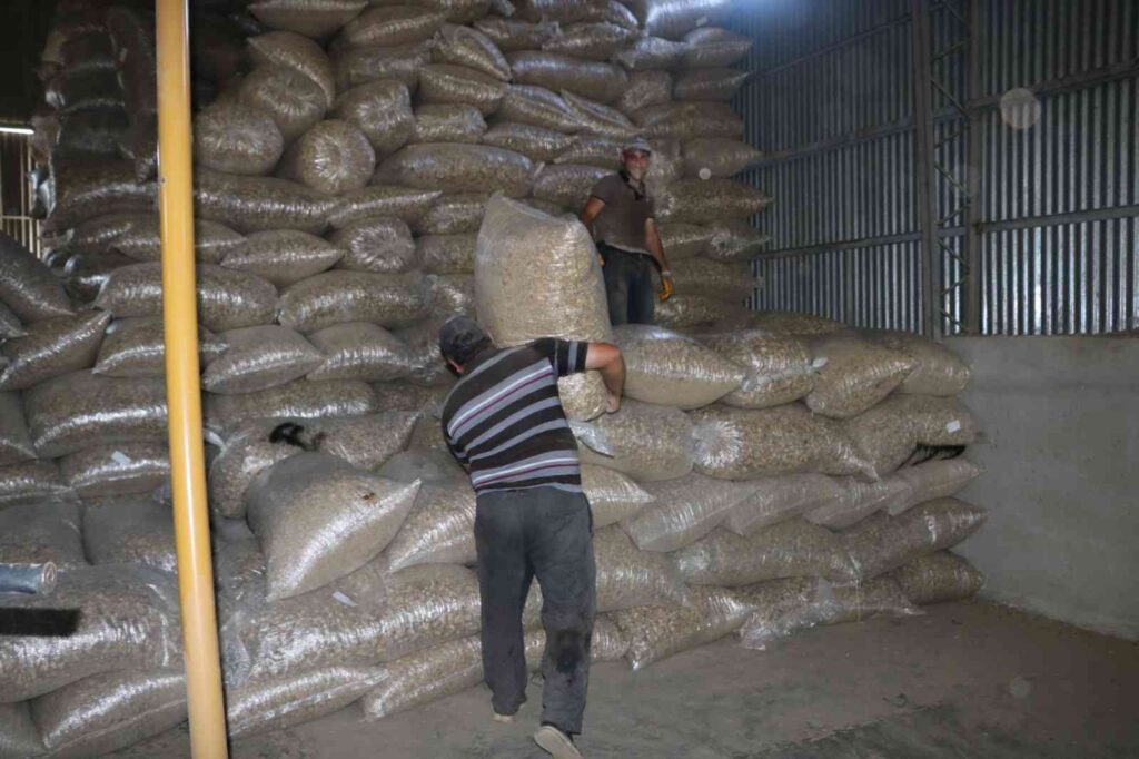 Sandıklı İle Beraber 2 İlçede Daha Haşhaş Kapsülü Alımı Başladı