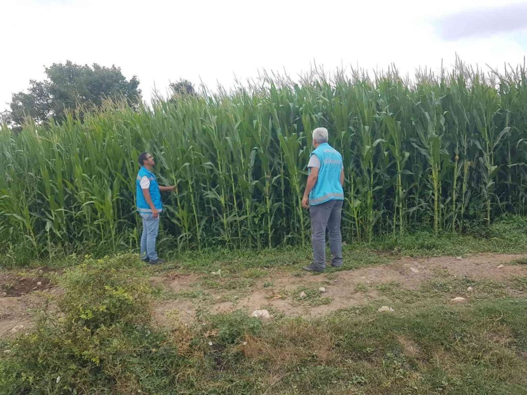 Şaphanede Yem Bi̇tki̇leri̇ Saha Kontrolleri̇