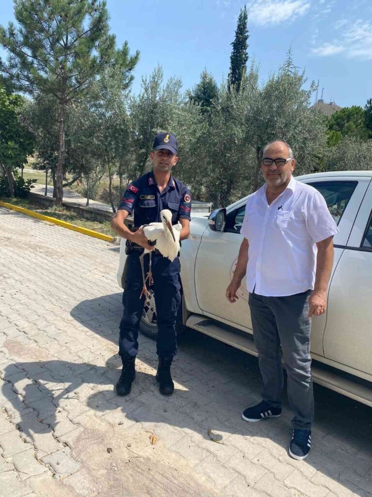 Yaralı Leylek Jandarma Eki̇pleri̇nce Bulundu