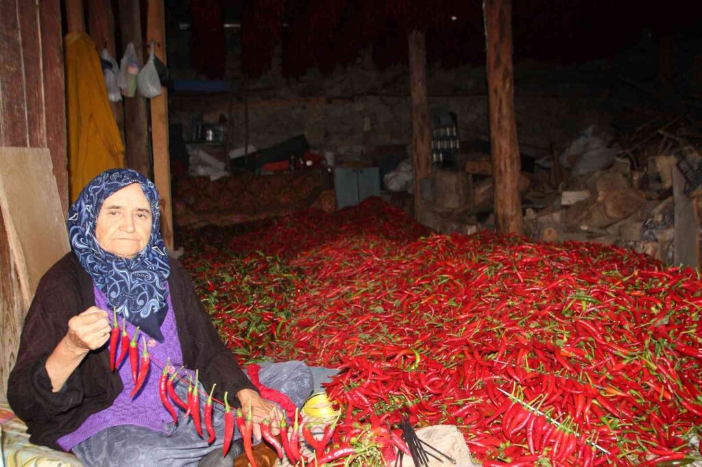 153 Yıldır Aynı Tohumdan Acı Kırmızıbi̇ber Üreti̇yorlar
