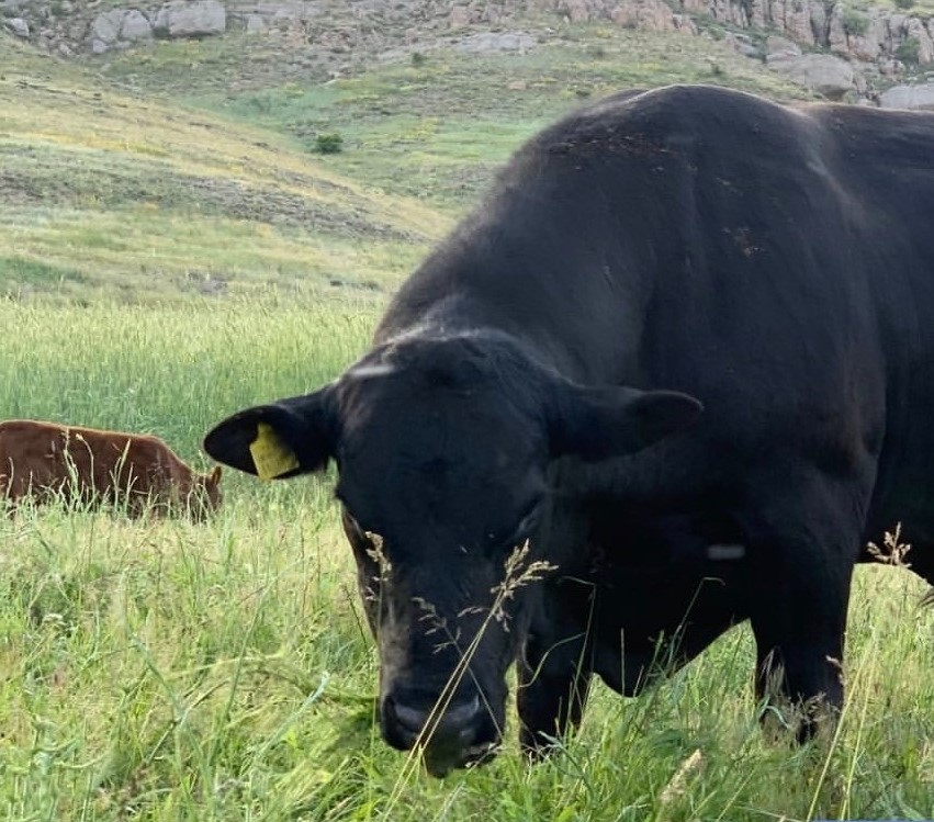 45 Bi̇n Tlli̇k Angus Ci̇nsi̇ Danası Çalınan Besi̇ci̇ Yardım Bekli̇yor