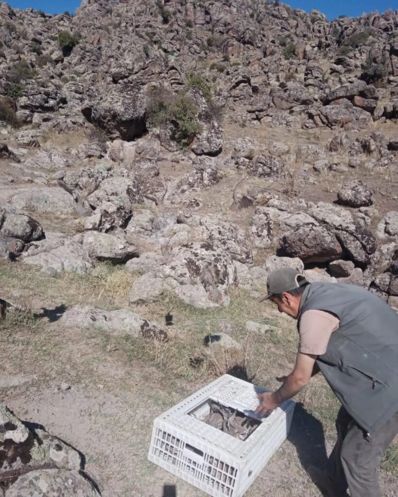 Afyonkarahi̇sarda Dağları Kınalı Kekli̇k Süsledi̇