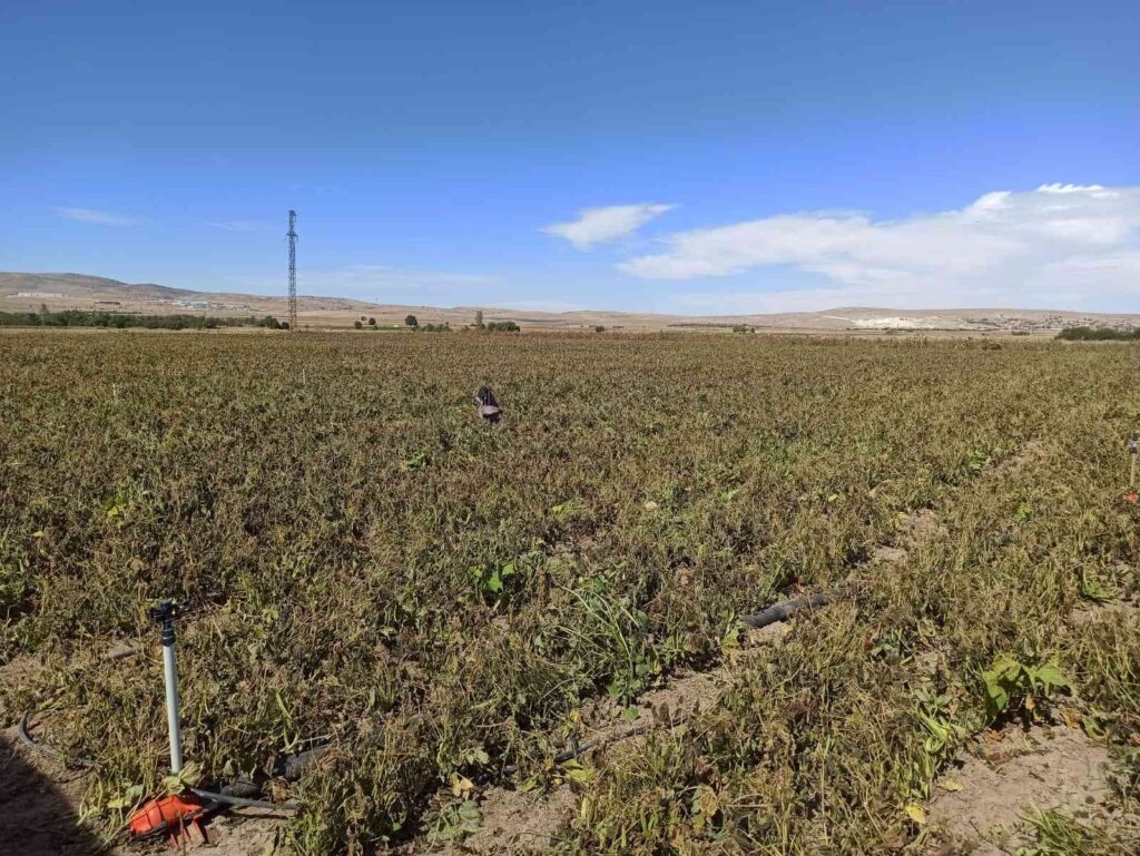 Afyonkarahi̇sarda Eki̇li̇ Alanları Don Vurdu