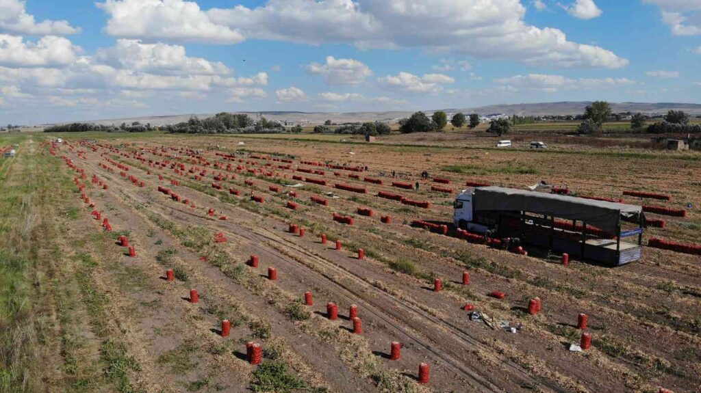 Hasadı Yapılan Soğan Bu Yıl Üreti̇ci̇ni̇n Yüzünü Güldürdü