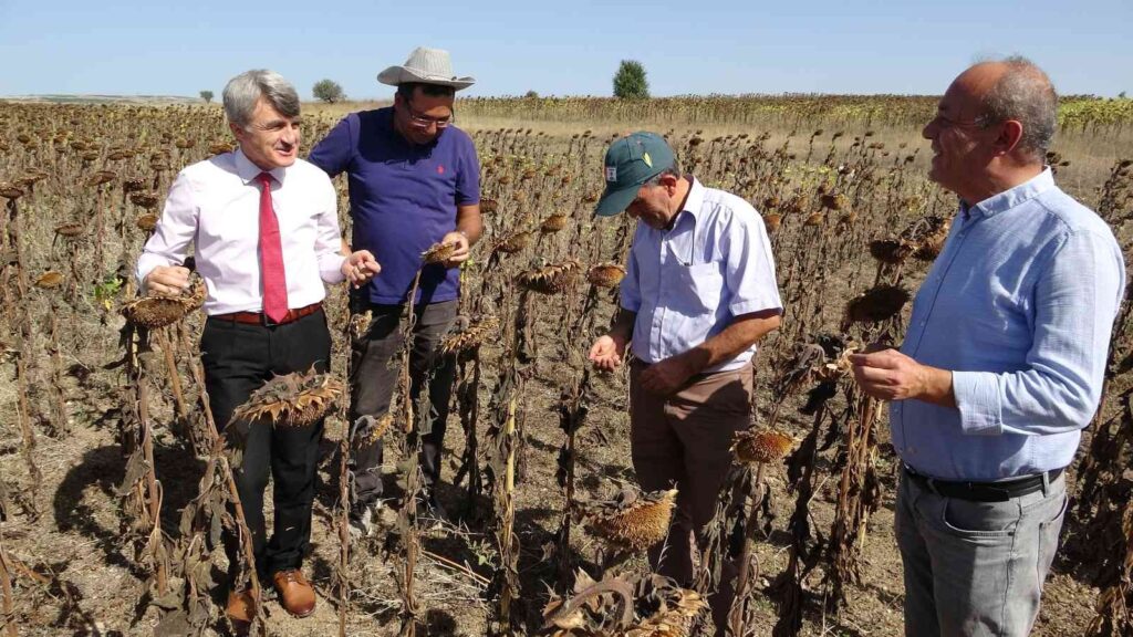 İlk Hasat Sevi̇nci̇