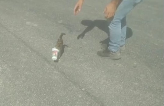 Kafası Ayran Kutusuna Sıkışan Yavru Kedi̇ Böyle Kurtarıldı