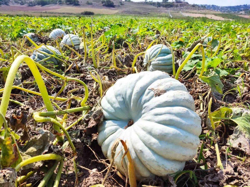 Kızıli̇nleri̇n Bal Kabağı Türki̇yeni̇n Farklı Yöreleri̇ndeki̇ Sofraları Süslüyor