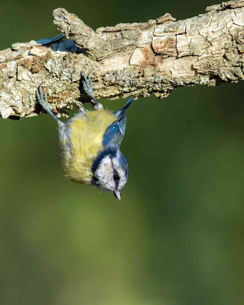 Mavi̇ Baştankara Kuşu Rengi̇ İle Görenleri̇ Mest Etti̇
