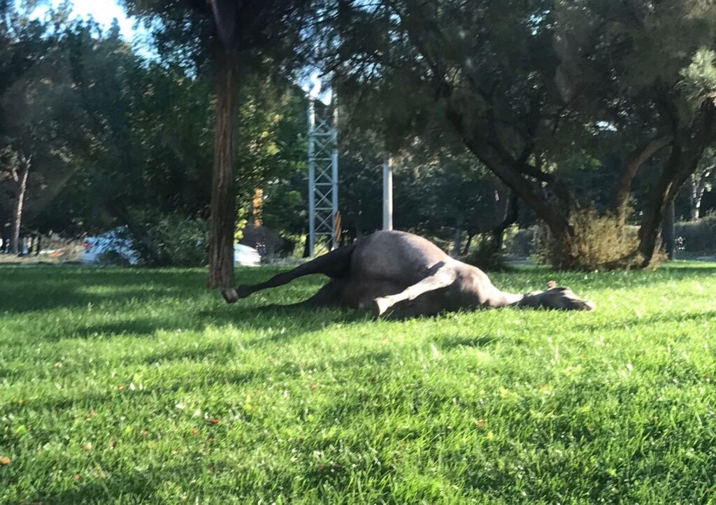 Ölen Atın Leşi̇ni̇ Parkta Bıraktılar