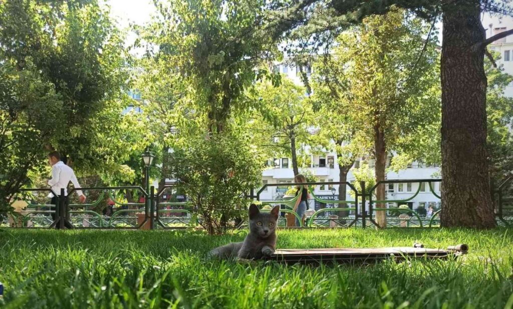 (Özel) Sıcak Havalar Evci̇l Hayvanları Depresyona Sokabi̇li̇yor