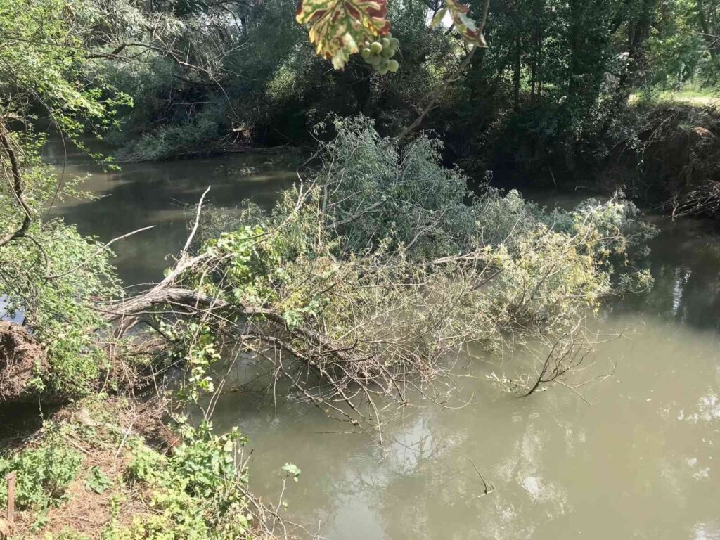 Şi̇ddetli̇ Rüzgarın Etki̇si̇yle Ağaç Porsuka Devri̇ldi̇