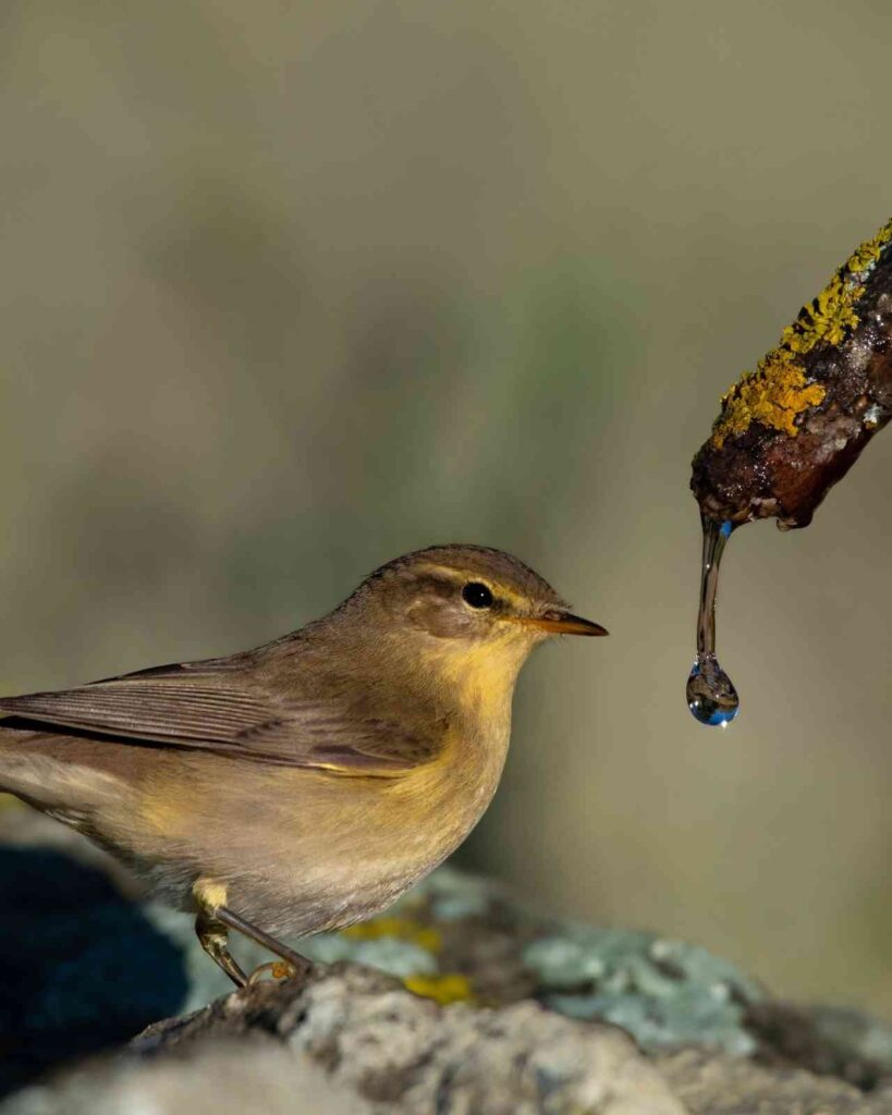 Söğütbülbülü Böyle Görüntülendi̇