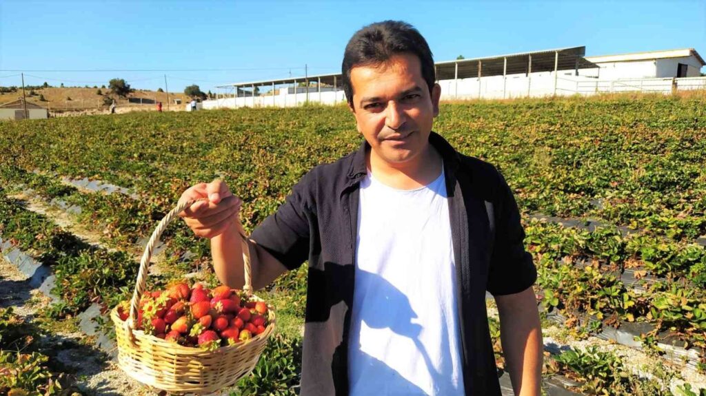 Tarladan Çi̇lek Toplayıp Satın Alıyorlar