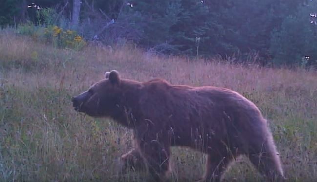 Vahşi̇ Hayvanlar Saki̇nli̇kleri̇ İle Di̇kkat Çekti̇