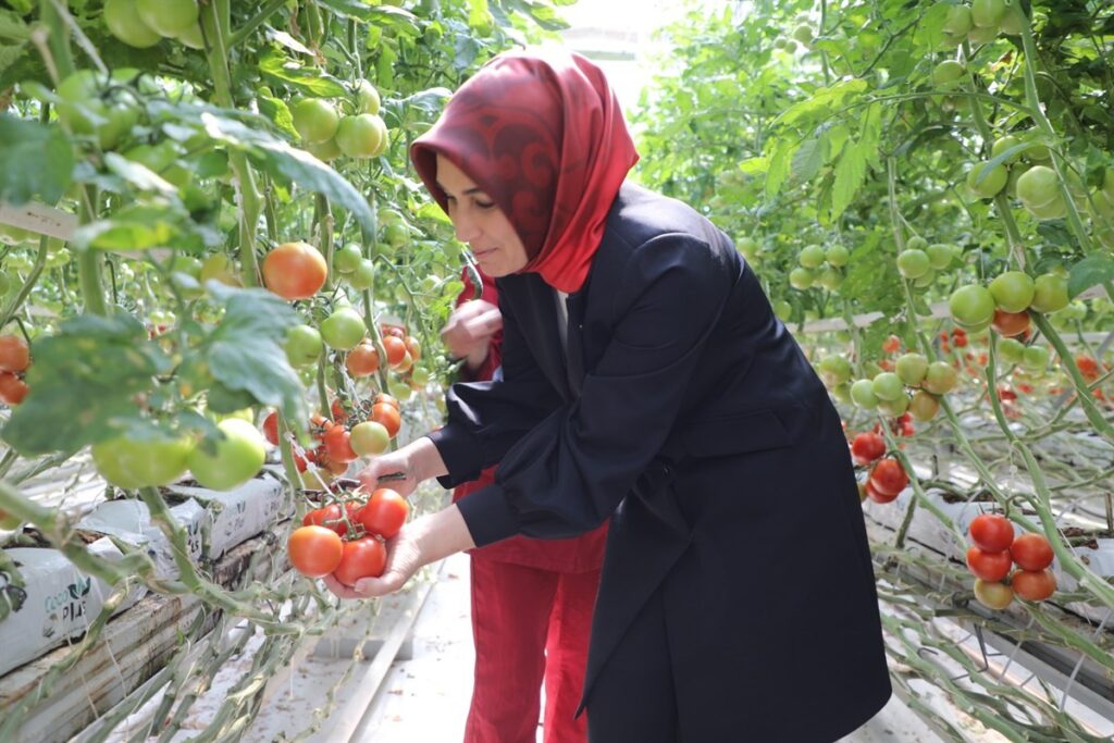 Vali̇ Jeotermal Kaynak Su İle Üreti̇m Yapan Domates Serasında Hasat Yaptı