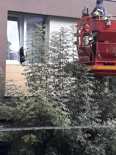 Yaşadığı Evi̇n Penceresi̇ne Sıkışan Kedi̇ Hayatını Kaybetti̇