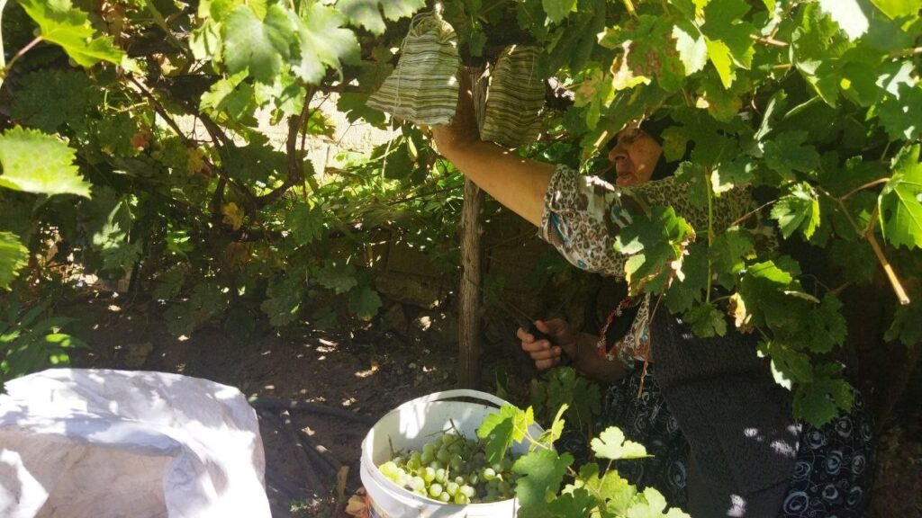 Yunusemrede Bağ Bozumu Başladı