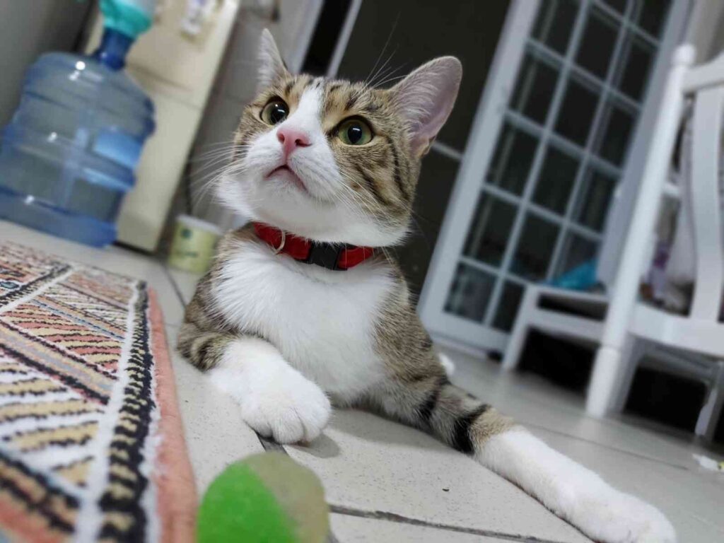 7Nci̇ Kattan Aşağı Düşen Lokum Hayatta Kalmayı Başardı