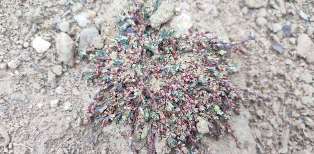 Afyon Madımağı Fotoğrafları Büyük İlgi̇ Gördü