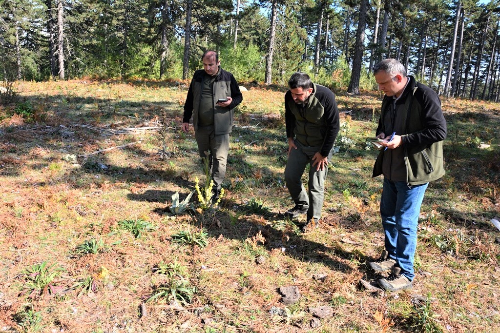 Bölge Müdürü Dündar, Domani̇ç Ormanlarında İncelemelerde Bulundu