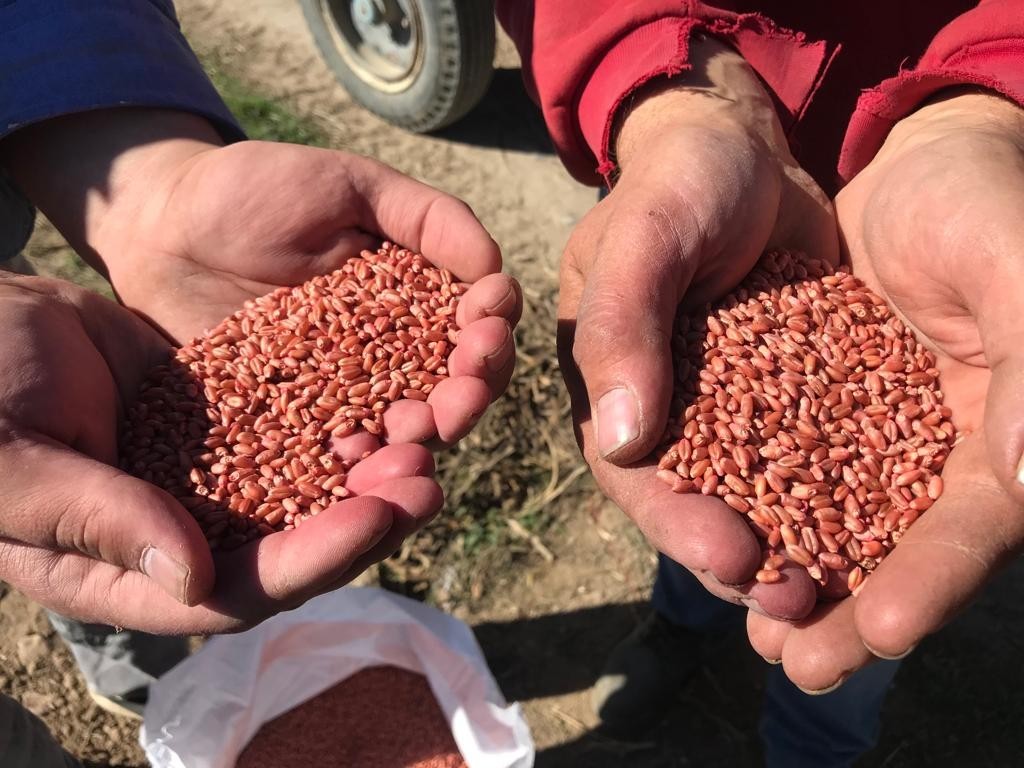 Buğday Tohumlarının 8 Aylık Serüveni̇ Başladı