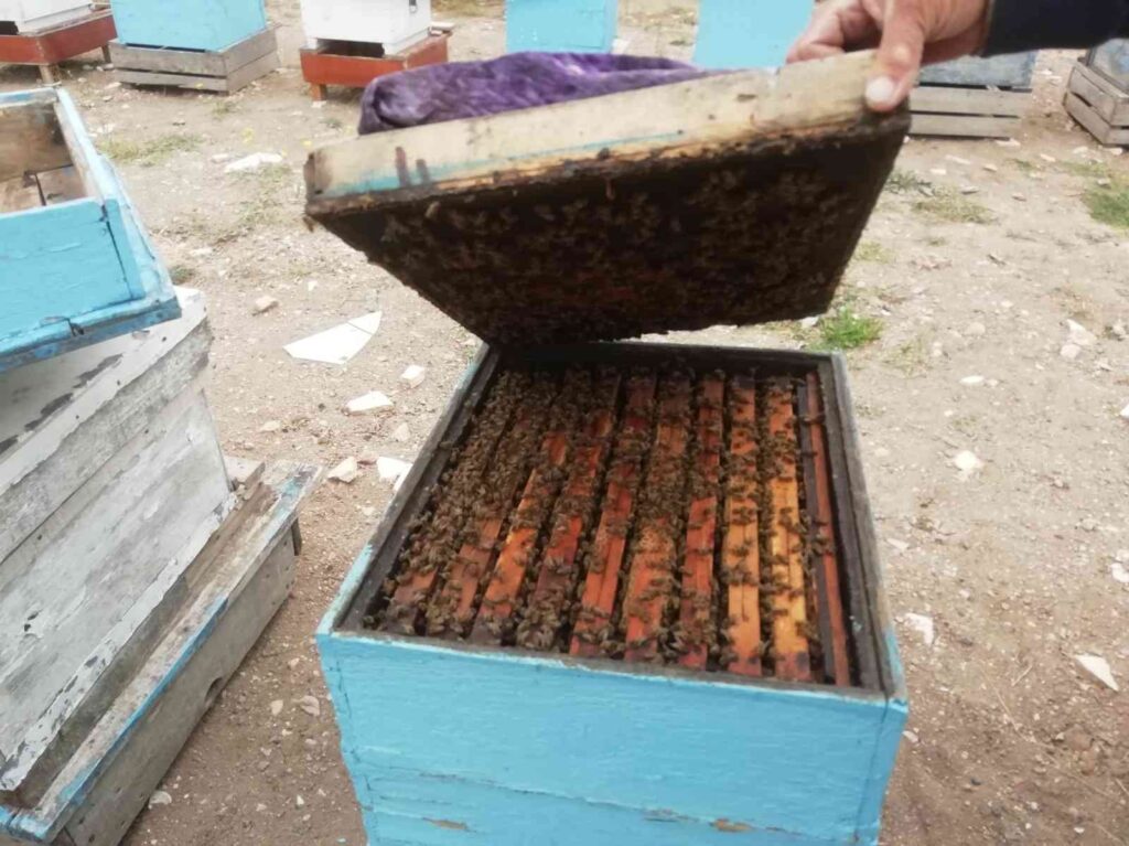 Eski̇şehi̇rde Kovanlar 20Şer Ki̇lo Bal Verdi̇