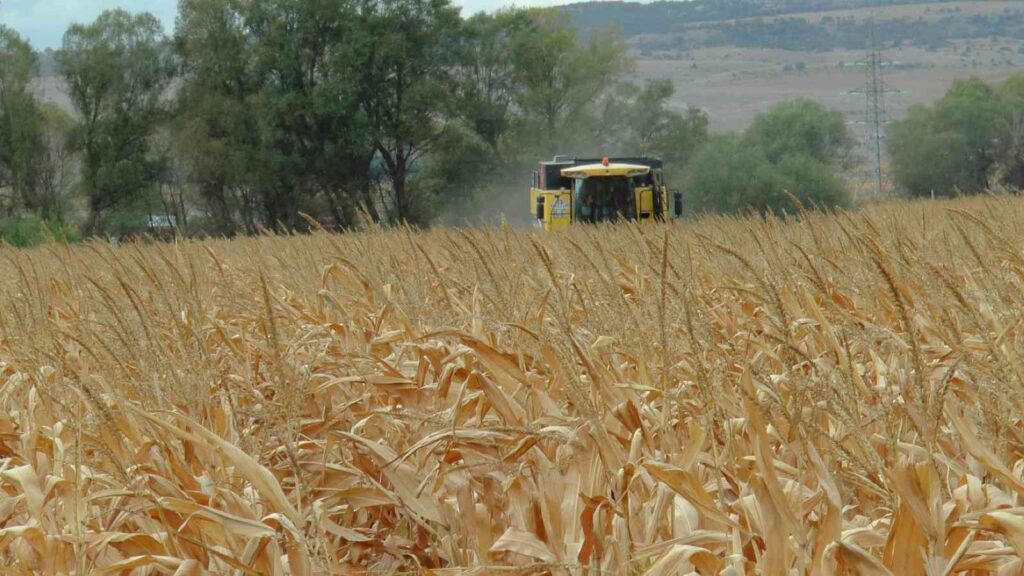 Eski̇şehi̇rde Mısır Veri̇mi̇ Yüz Güldürdü