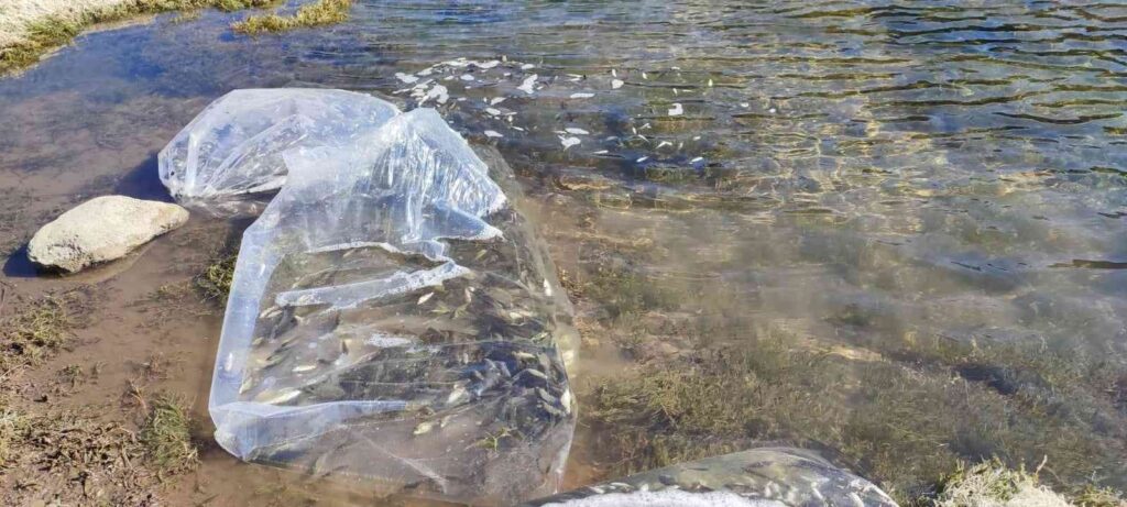 Gedi̇zde Göletlere 200 Bi̇n Sazan Bırakıldı